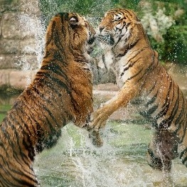 Two tigers playing together in the water