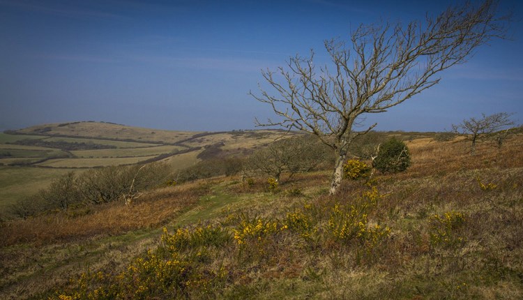 Ventnor Downs