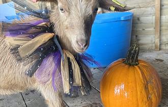 Pumpkin Carving at the Farm! — image from event listing