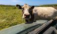 Cow at Compton Farm, Isle of Wight, Caravan & Camping