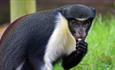 Diana monkeys at Monkey Haven, sanctuary, Isle of Wight, Things to Do