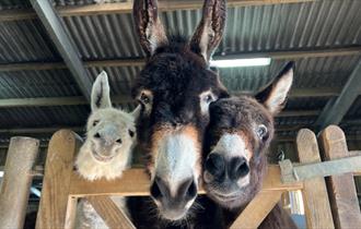Isle of Wight, Things to do, Donkey Sanctuary Spring Fete, Three donkeys looking over gate down towards camera.