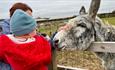Isle of Wight, Things to do, Donkey Sanctuary Spring Fete, Donkey being stroked over fence