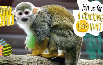 Isle of Wight, Things to do, Easter Event, Monkey Haven, Newport.
