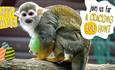 Isle of Wight, Things to do, Easter Event, Monkey Haven, Newport.
