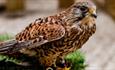 Falconry at Fairy-tale Week, Tapnell Farm Park, Isle of Wight, May Half Term
