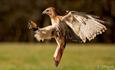 Falconry display at Fairy-tale Week, Tapnell Farm Park, Credit image: K1 Photography