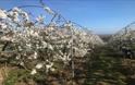 Image of fruit trees in blossom, Isle of Wight, Local Produce, Godshill Orchards, Godshill