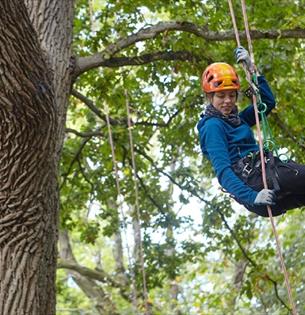 Isle of wight, things to do, tree climbing course, goodleaf, ryde