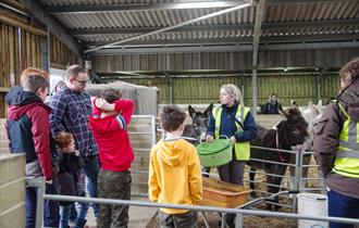 Free guided tour at the Isle of Wight Donkey Sanctuary — image from event listing
