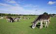 Donkeys in the field at the Isle of Wight Donkey Sanctuary, attraction, Wroxall