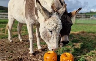 Halloween Fun at the Isle of Wight Donkey Sanctuary — image from event listing