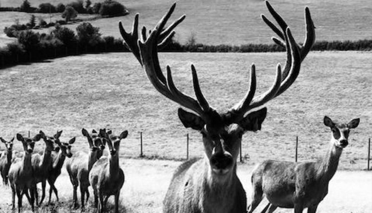 Image of Stag Deer with herd behind him, Isle of Wight Deer Farm, Local Produce, Newport, let's buy local