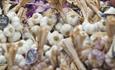 Bundle of garlic at the Isle of Wight Garlic Festival, what's on, event
