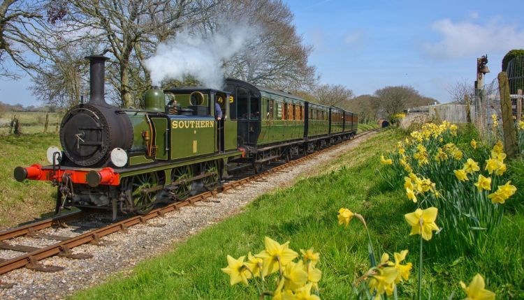 Steam train travelling past daffodils on the bank, Isle of Wight Steam Railway Easter event, family, what's on