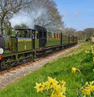 Steam train travelling past daffodils on the bank, Isle of Wight Steam Railway Easter event, family, what's on