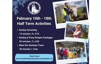 Isle of Wight, Things to do, February Half Term, Isle of Wight Donkey Sanctuary, Wroxall
