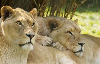 Two lions cuddling each other at Wildheart Animal Sanctuary, Sandown, Things to Do