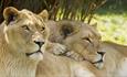 Two lions cuddling each other at Wildheart Animal Sanctuary, Sandown, Things to Do