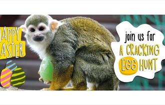 Monkey Haven Easter poster, What's On, Events, Isle of Wight