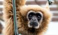 Lar Gibbons at Monkey Haven, sanctuary, Isle of Wight, Things to Do