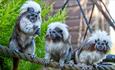 Three monkeys at Monkey Haven, sanctuary, Isle of Wight, Things to Do
