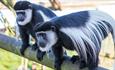 Colobus monkeys at Monkey Haven, sanctuary, Isle of Wight, Things to Do