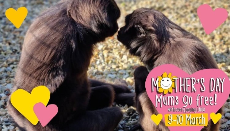 Isle of Wight, Things to Do, Mothers Day, Monkey Haven