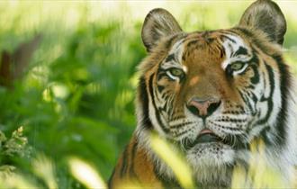 Natasha the tiger at Wildheart Animal Sanctuary, Attraction, Sandown, Isle of Wight