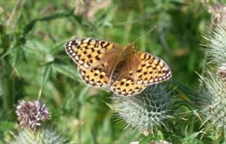 Isle of Wight, Things to Do, Guided Butterfly Walk, Mottistone Gardens Afton Down