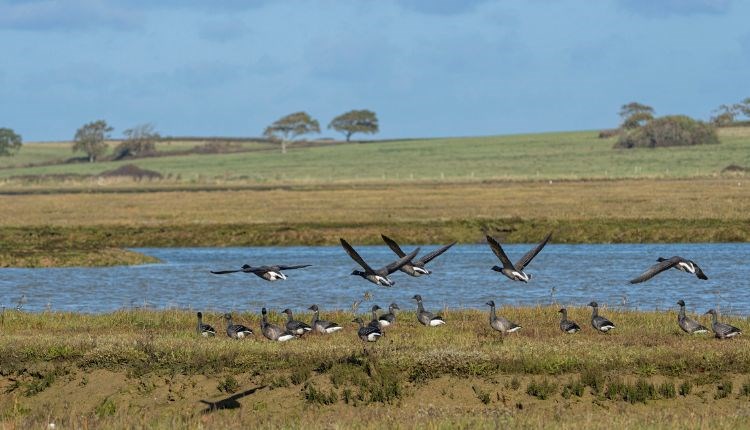 Birds at Newtown National Nature Reserve, Isle of Wight, birdwatching, wildlife, guided walk, Winter event, what's on Birds at Newtown National Nature Reserve, Isle of Wight, birdwatching, wildlife, guided walk, Winter event, what's on