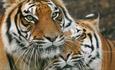 Softi & Toph tigers cuddling each other at Wildheart Animal Sanctuary, Attraction, Sandown, Isle of Wight