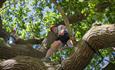 Man and woman climbing tree, Isle of Wight, Things to Do, Tree climbing, Appley Park, Ryde,