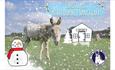 Winter Market poster, Isle of Wight Donkey Sanctuary, What's On, Christmas