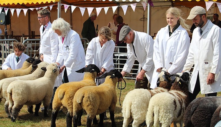 Livestock at the Royal Isle of Wight County Show  2023 - What's On, events