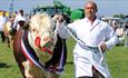 Cow at Royal Isle of Wight County Show - What's On, Isle of Wight