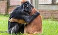 Monkey cuddling at Monkey Haven, sanctuary, Isle of Wight, Things to Do