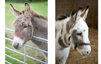 Isle of Wight Donkey Sanctuary