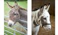 Isle of Wight Donkey Sanctuary