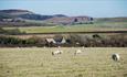 Rural views from the farm to the Downs - Isle of Wight, self-catering