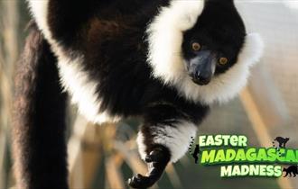 Lemur at Wildheart Animal Sanctuary, Sandown, Isle of Wight, Easter event, what's on