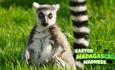 Lemur at Wildheart Animal Sanctuary, Sandown, Isle of Wight, Easter event, what's on
