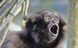 Mueller's Gibbon at Monkey Haven, sanctuary, Isle of Wight, Things to Do