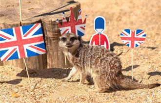 Meerkat standing next to Union Jack flags at Monkey Haven, Isle of Wight