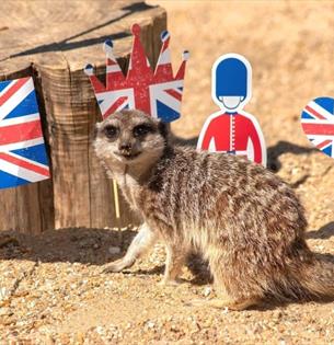 Meerkat standing next to Union Jack flags at Monkey Haven, Isle of Wight