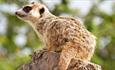 Meerkat at Monkey Haven, sanctuary, Isle of Wight, Things to Do