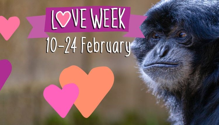 Love week poster with a picture of a monkey at Monkey Haven, what's on, events, February half-term