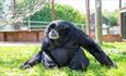 Siamang Gibbons at Monkey Haven, sanctuary, Isle of Wight, Things to Do
