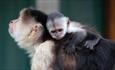 Baby cuddling monkey at Monkey Haven, sanctuary, Isle of Wight, Things to Do