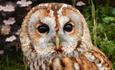 Owl at Monkey Haven, sanctuary, Isle of Wight, Things to Do